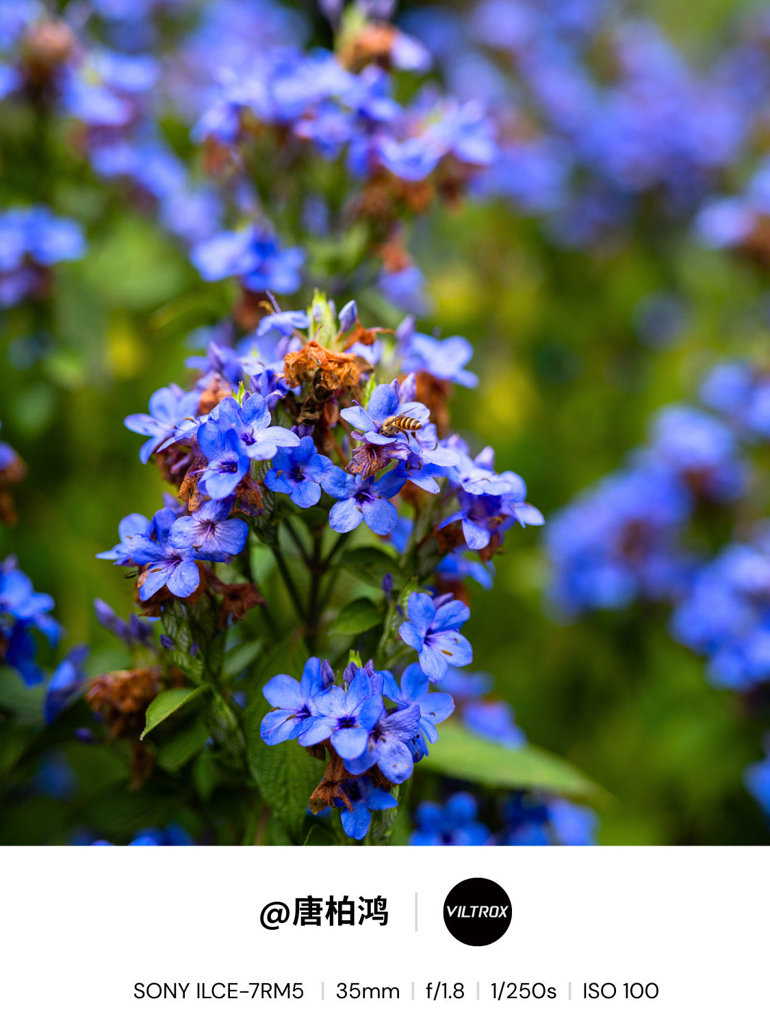 35mm F1.2 everyday lens for Sony Ultimate Sharp image