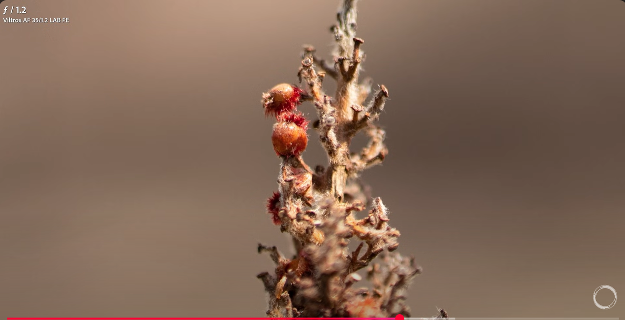 dreamy background blur